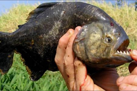 Tako se gostijo piranje